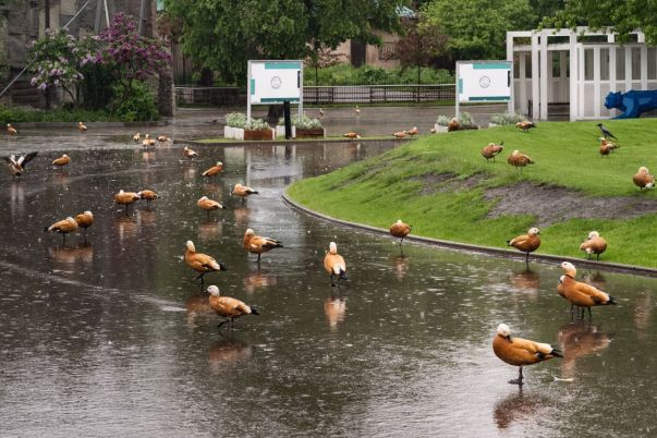 Mikhail Kirakosyan - The Moscow Zoo: Lockdown