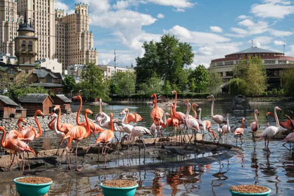 «Московский зоопарк. Изоляция» — авторский фотопроект Михаила Киракосяна