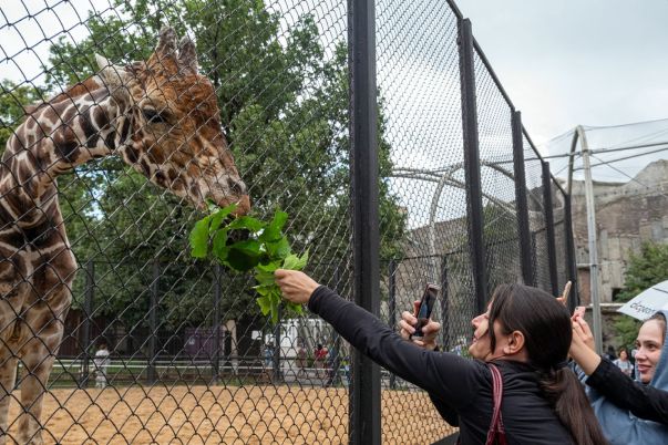 Mikhail Kirakosyan - The Moscow Zoo: Lockdown