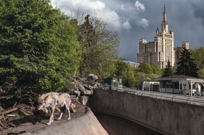 Фотопроект Михаила Киракосяна «Московский зоопарк. Изоляция»