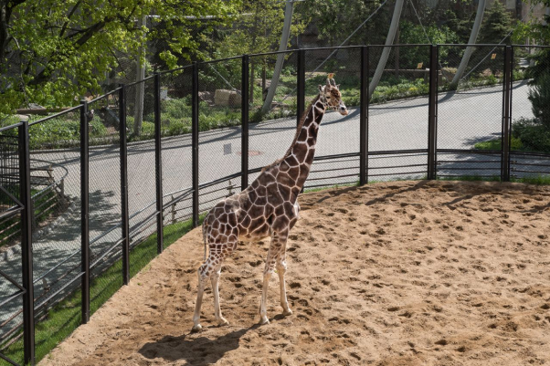 Mikhail Kirakosyan - The Moscow Zoo: Lockdown